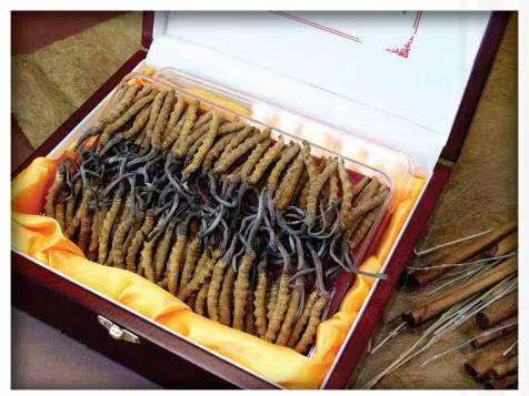 望牛墩镇冬虫夏草回收